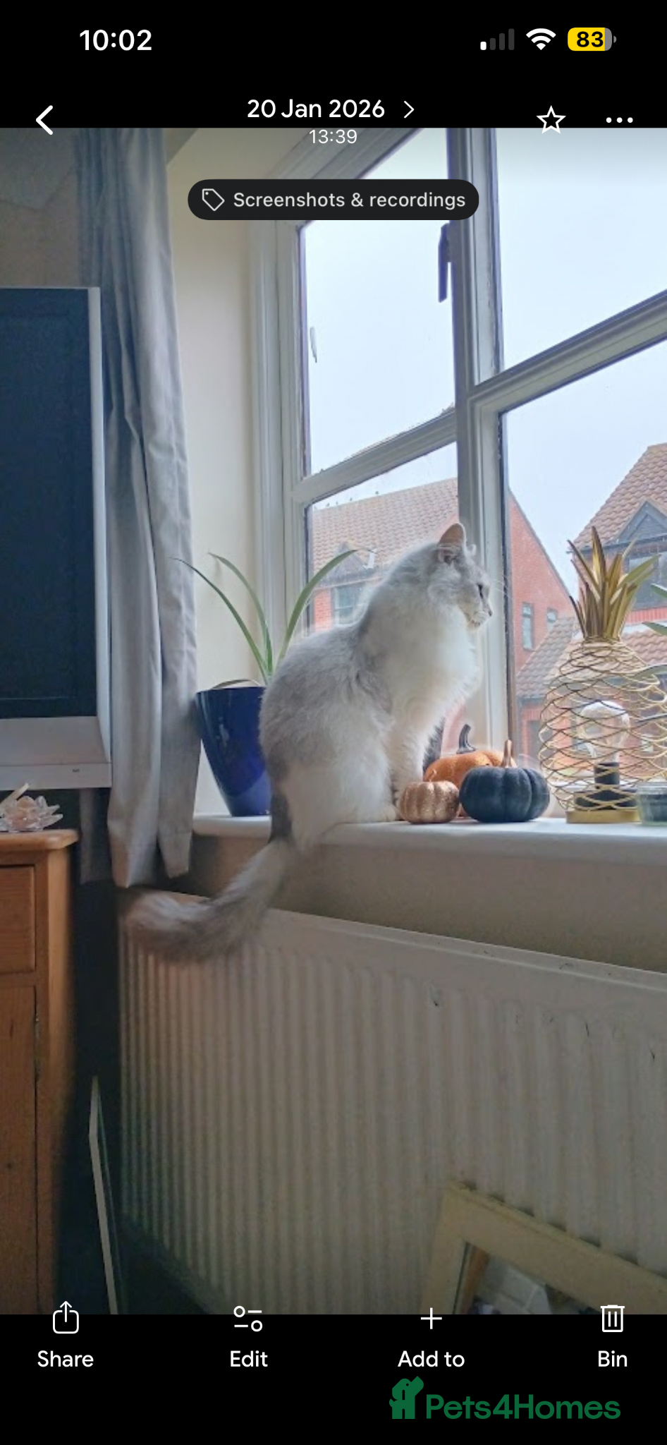 Mixed Breed cats for sale: Norwegian Forest x kittens - Advert 2