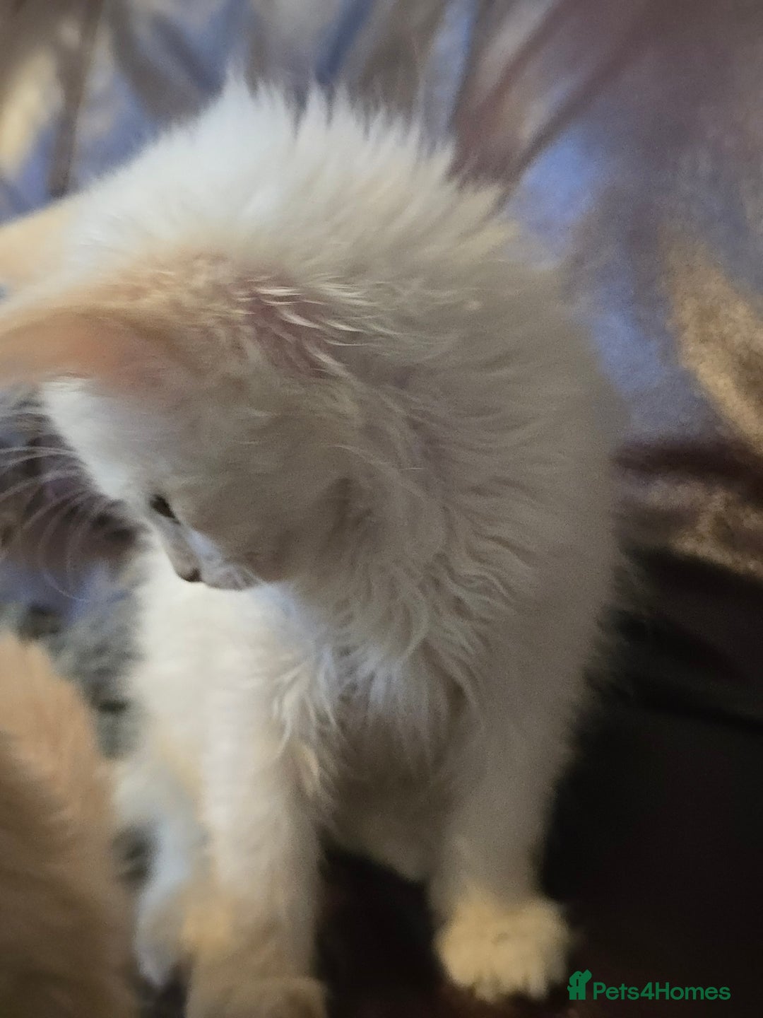 Mixed Breed cats for sale: Beautiful boy and girl  - Advert 10