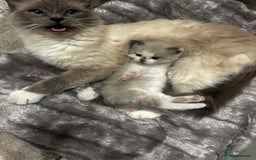 Ragdoll cats for sale: Ragdolls - Image 13