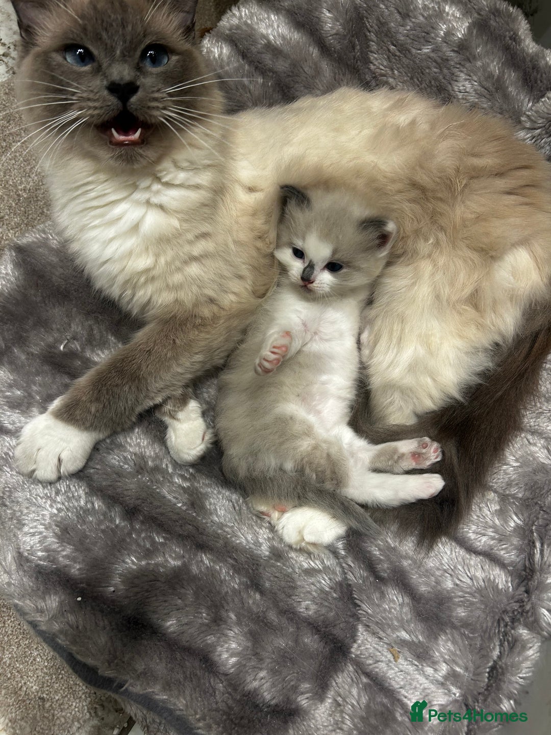 Ragdoll cats for sale: Ragdolls - Image 13