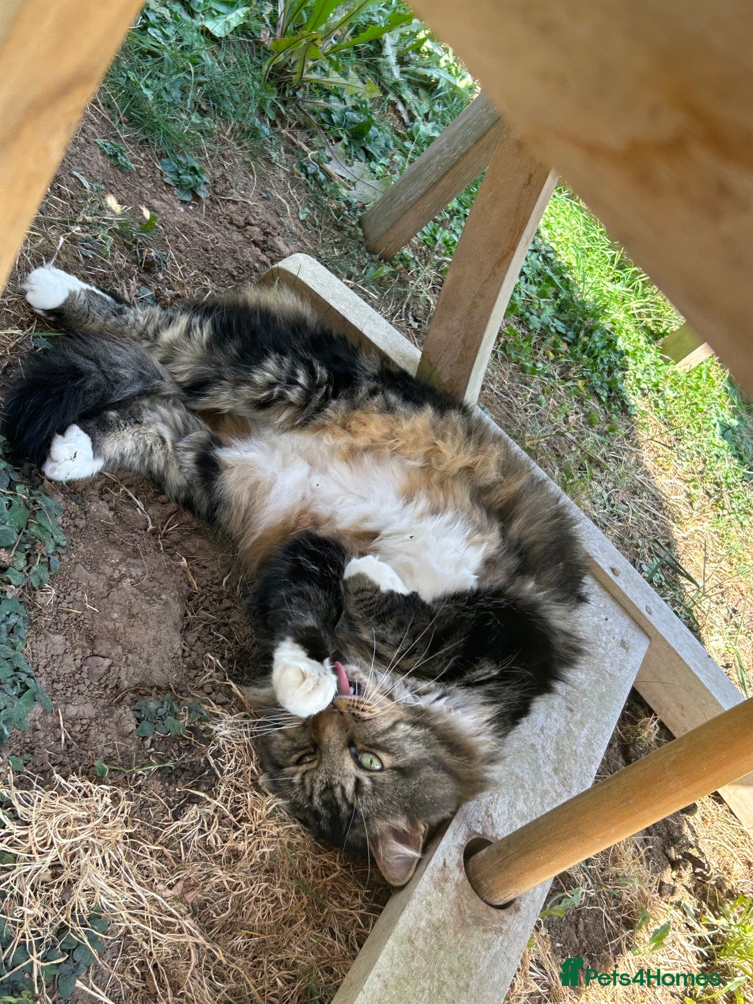 British Longhair cats for sale: Incredibly Beautiful British Longhair Male Cat - Advert 13