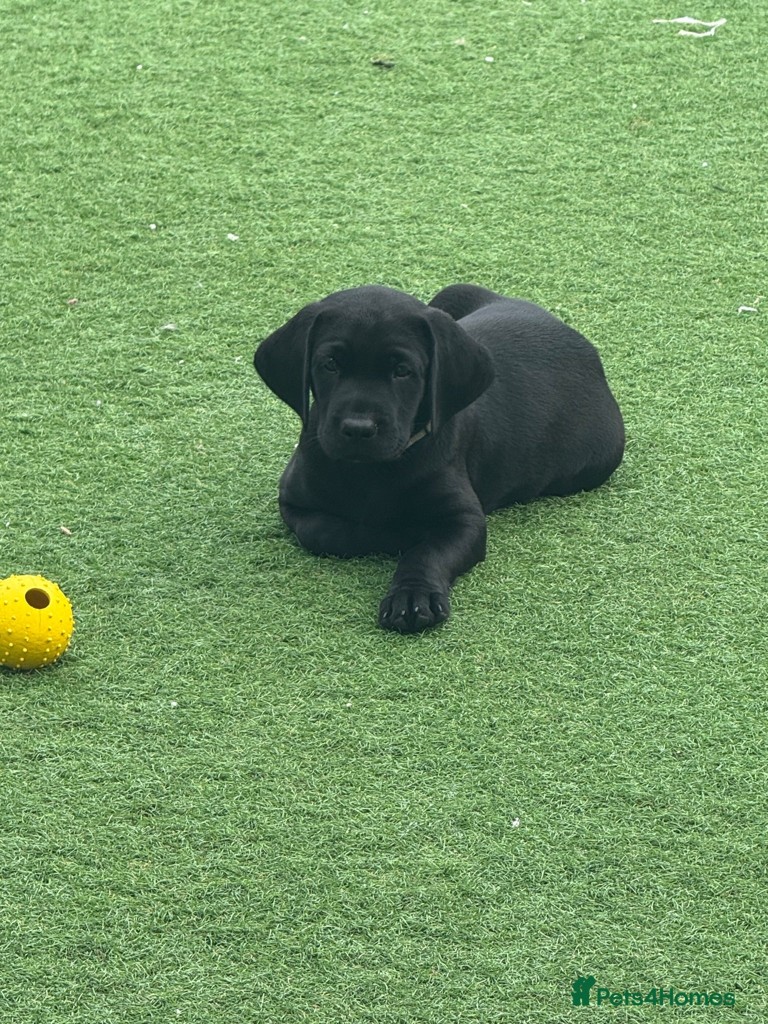 Labrador Retriever dogs Fully health tested labrador puppies  - Advert 2
