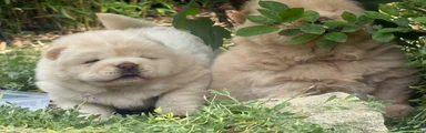 Chow Chow Puppy 2