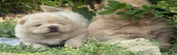 Chow Chow dogs for sale: Platinum chow chow  - Advert 34