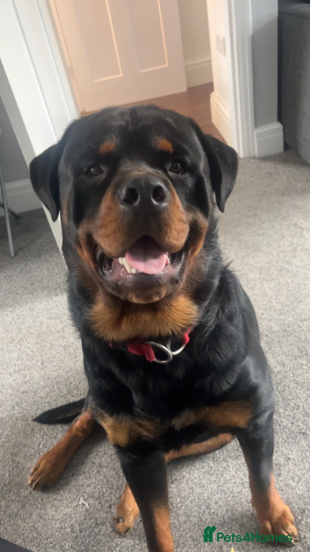 Rottweiler dogs for sale: Male Rottweiler  - Advert 3