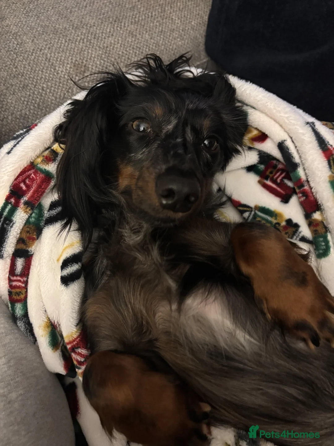 Miniature Dachshund dogs for stud: Minature silver dapple & tan longhaired dachshund  - Advert 5