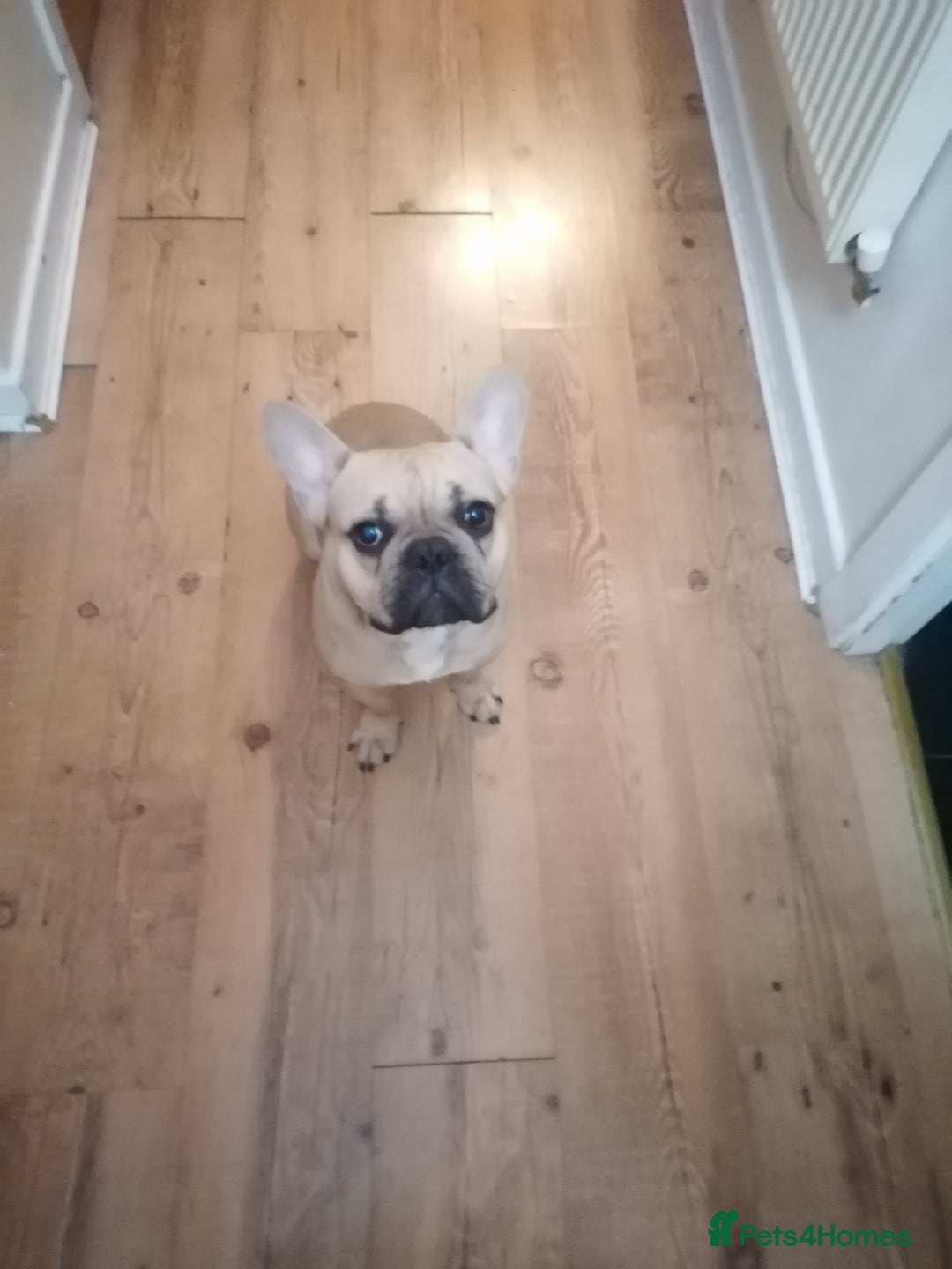 French Bulldog dogs for sale: Lovely dog - Advert 2