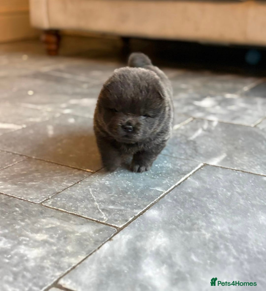 Chow Chow dogs for sale: KC reg chow chows  - Advert 11