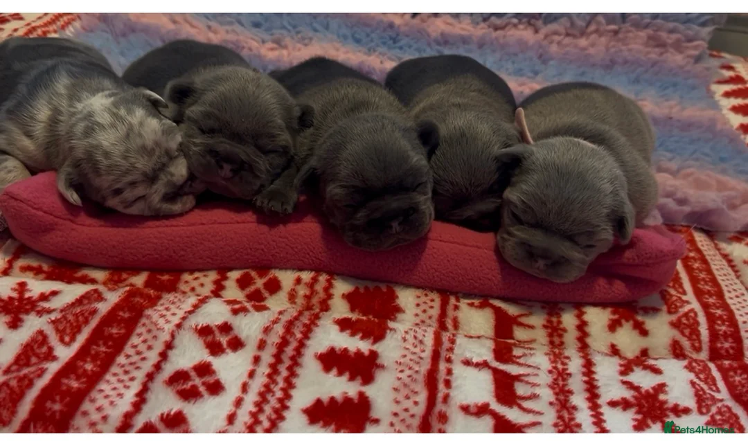 French Bulldog dogs for sale: 5 beautiful frenchie girls  - Advert 1
