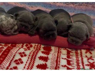 French Bulldog dogs 5 beautiful frenchie girls - Advert 3