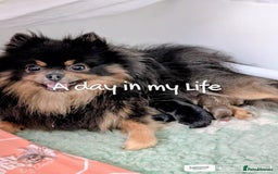 Pomeranian dogs for sale: Quality Pomeranian puppies - Advert 19