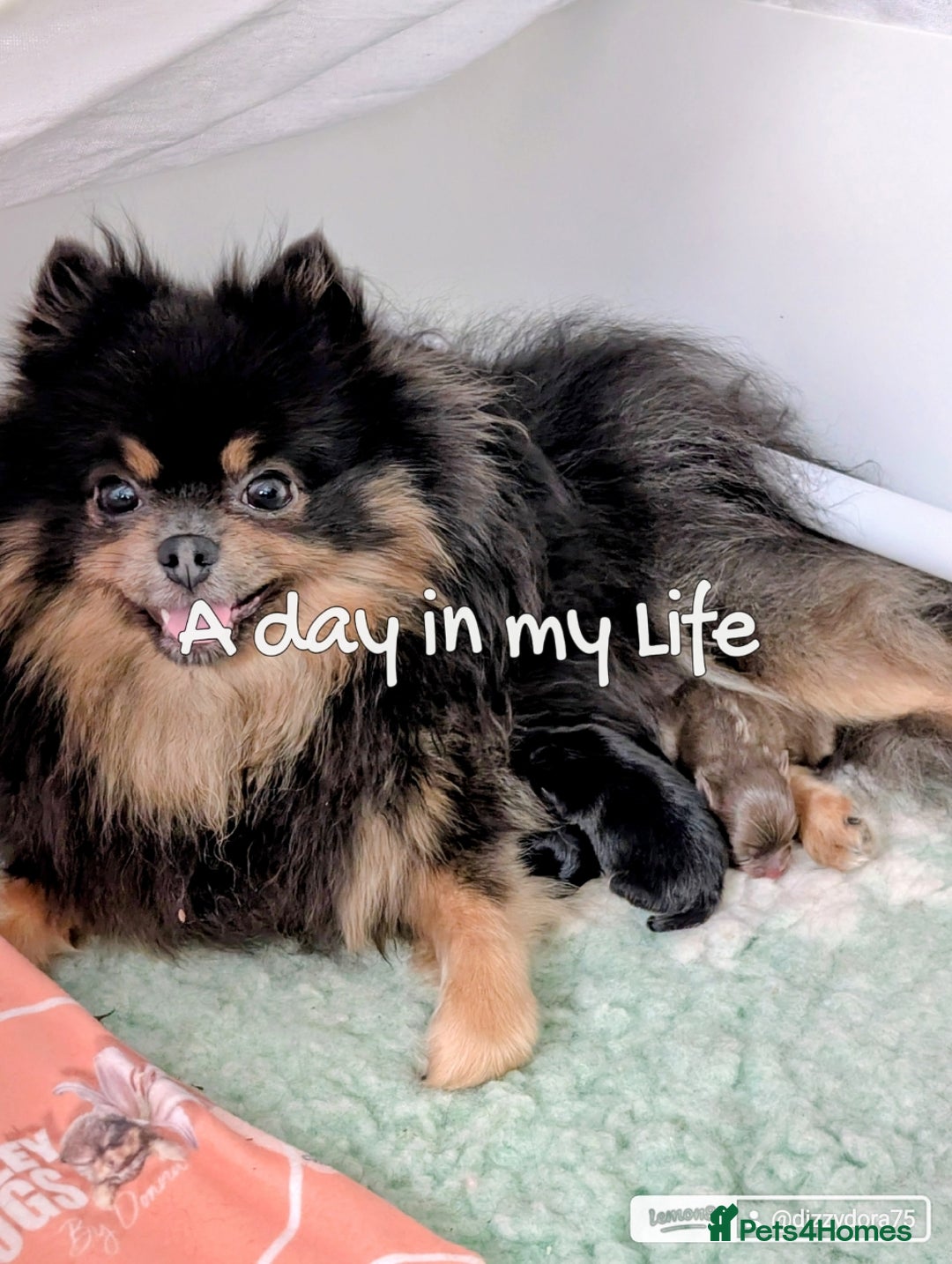 Pomeranian dogs for sale: Quality Pomeranian puppies - Advert 19