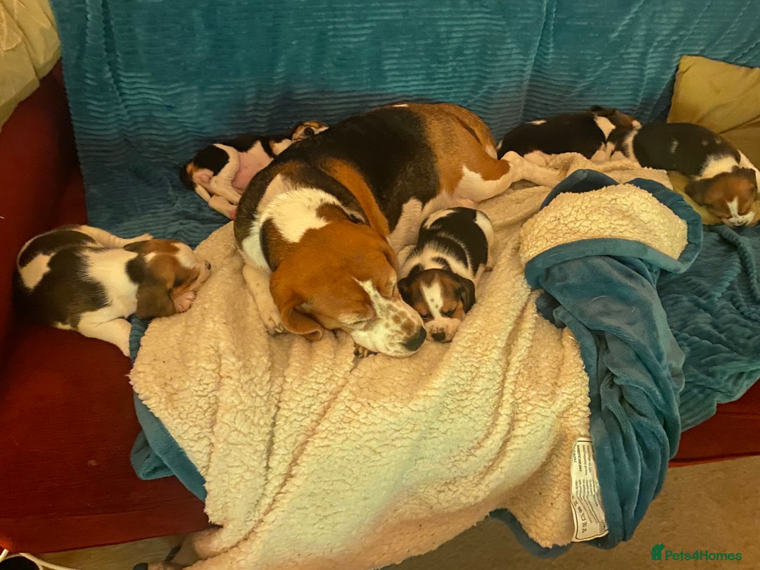 Beagle dogs for sale: 5 Beautiful tri beagle pups  - Advert 1