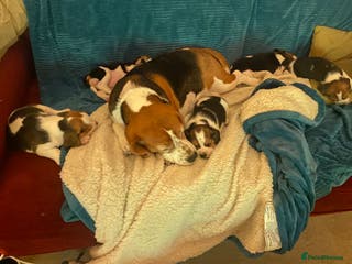 Beagle dogs 5 Beautiful tri beagle pups - Advert 1