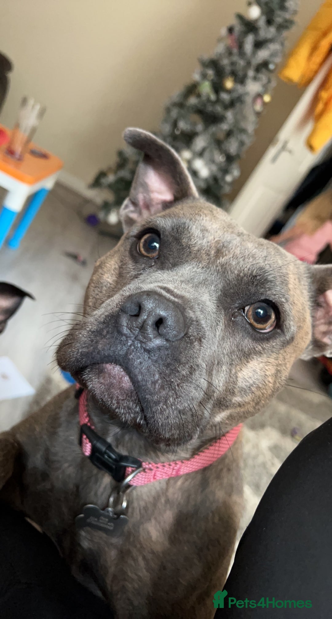 Staffordshire Bull Terrier dogs for sale: 2 Staffy Sisters  - Advert 5