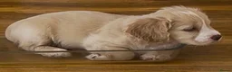 Mixed Breed dogs for sale: Stunning French bulldog/Pomeranian x Cocker  in London - Advert 27