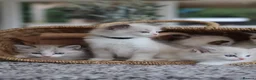 Ragdoll cats for sale: Tica Registered 💎 Ragdoll Kittens - Advert 12
