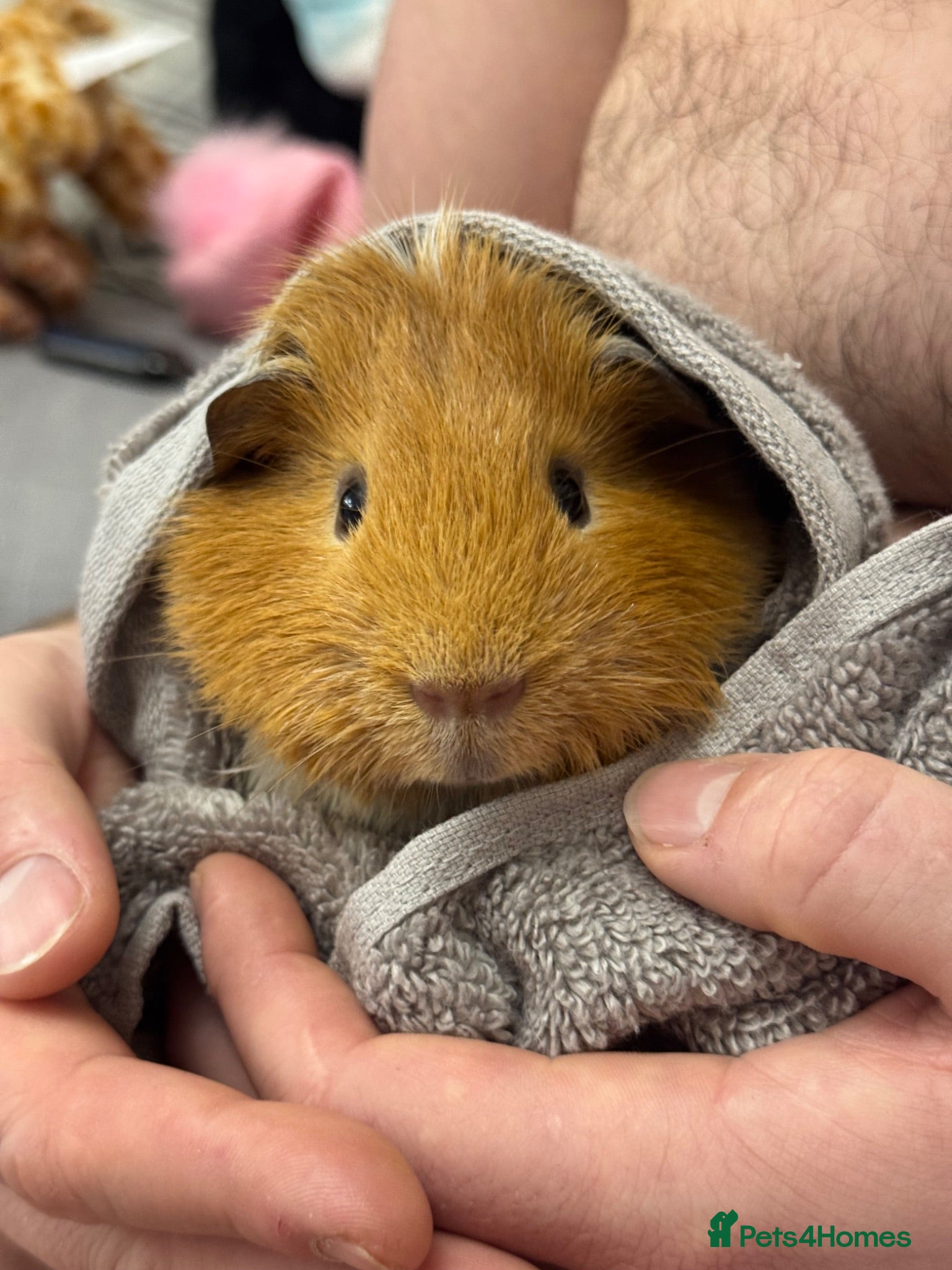 Guinea Pig rodents MALE older  guinea pig “biscuit”  - Advert 3