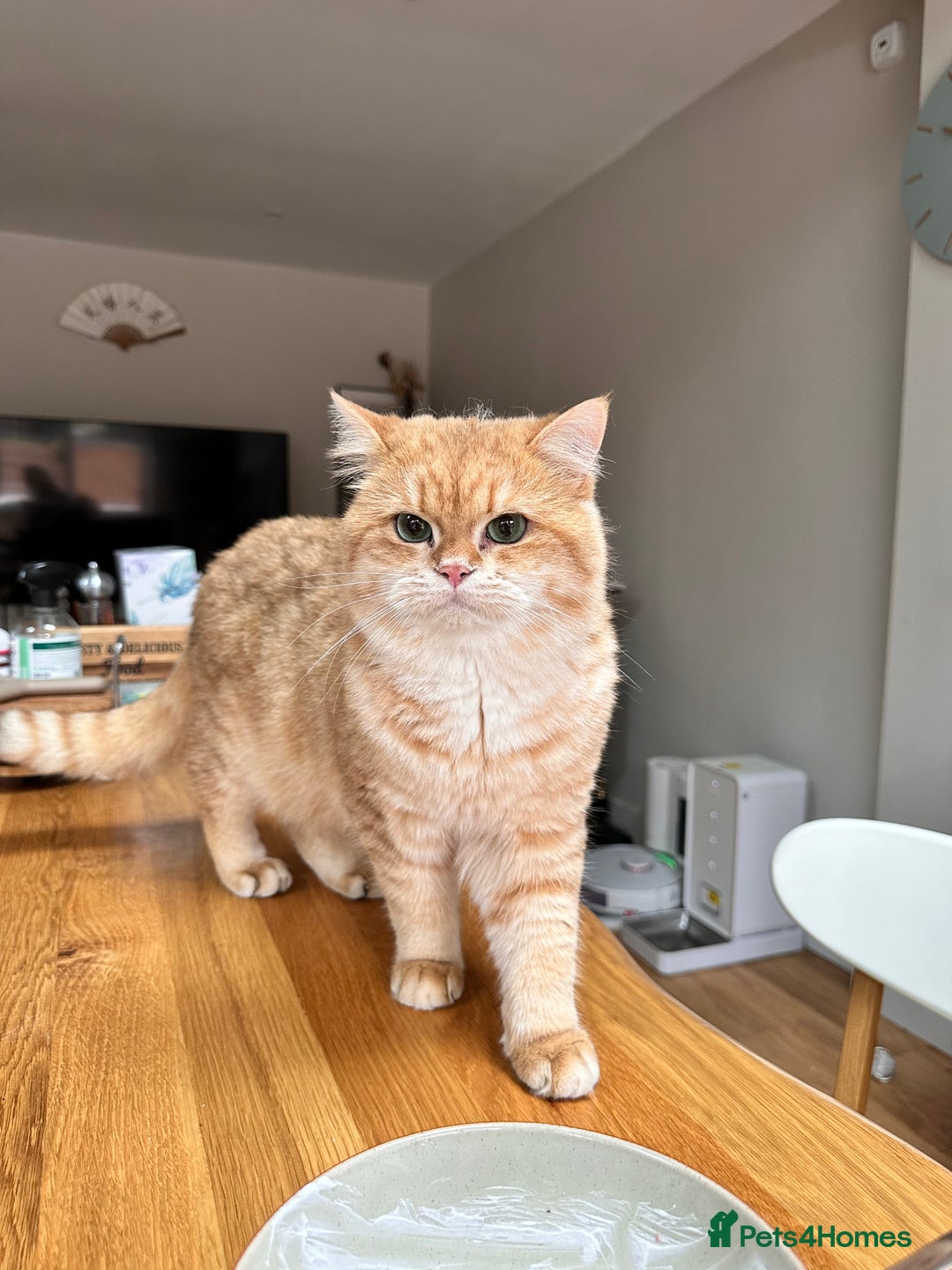British Shorthair cats for sale: Adorable pedigree GOLDEN shorthair TICA registered - Advert 7