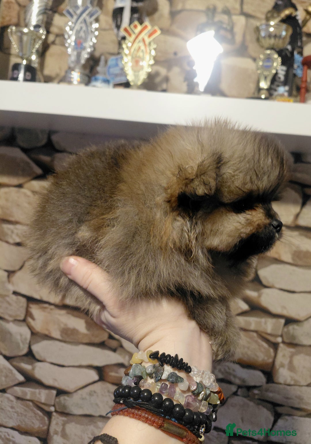 Pomeranian dogs for sale: Pomeranian puppies  - Advert 15