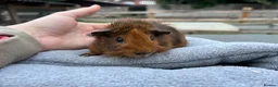 Guinea Pig rodents for sale: Baby guinea pigs - Abyssinian brothers - Advert 5