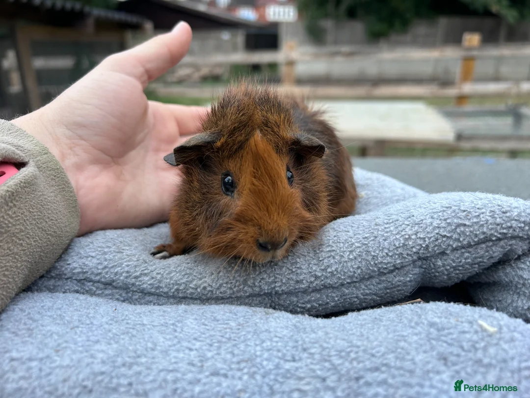 Guinea Pig rodents for sale: Baby guinea pigs - Abyssinian brothers - Advert 5