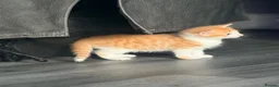 Mixed Breed cats for sale: 2 x ginger boys  - Advert 9