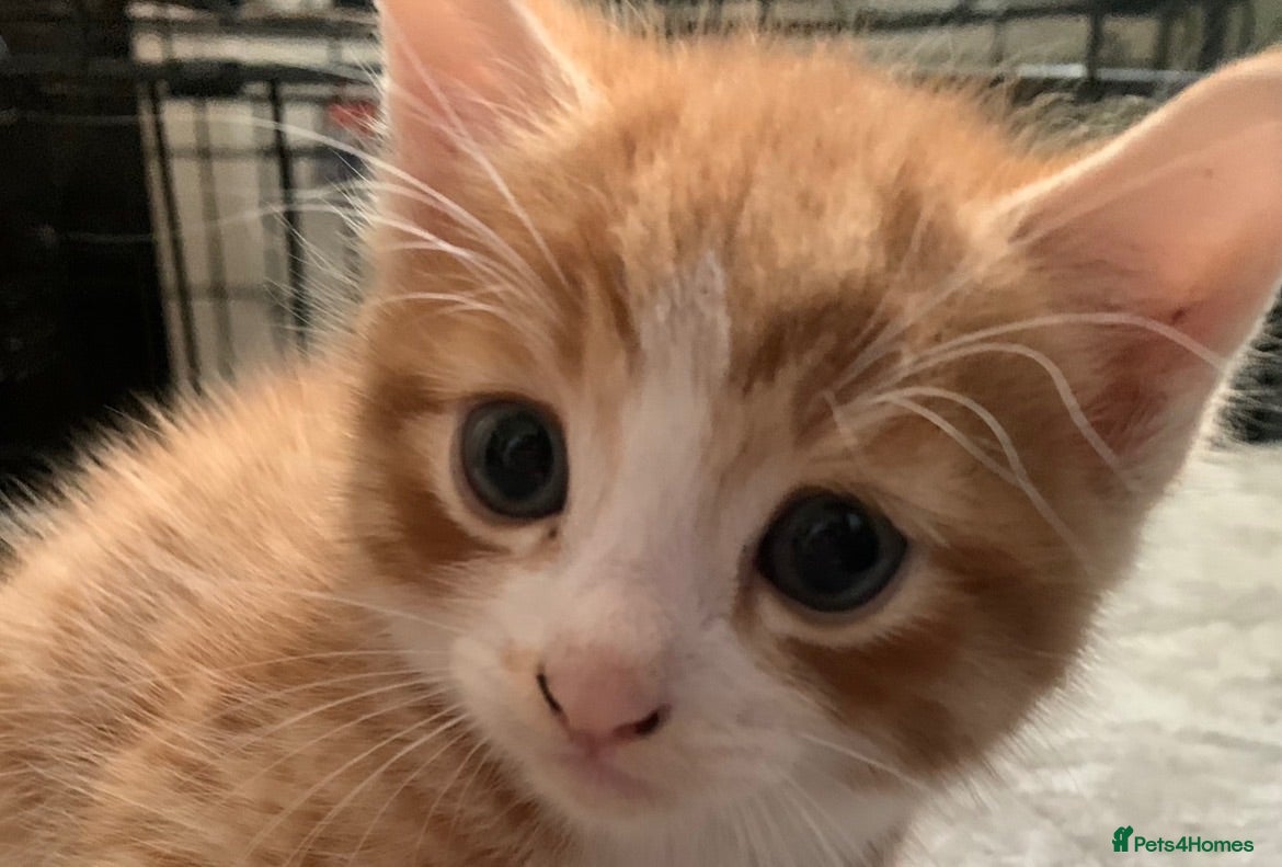 Mixed Breed cats Four beautiful kittens . Very loving & playful ❤️  - Advert 5