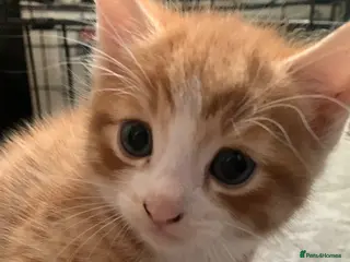 Mixed Breed cats Four beautiful kittens . Very loving & playful ❤️ - Advert 5