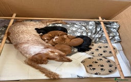 Cocker Spaniel dogs for sale: Pedigree Working Cocker Spaniel Puppies - Image 8