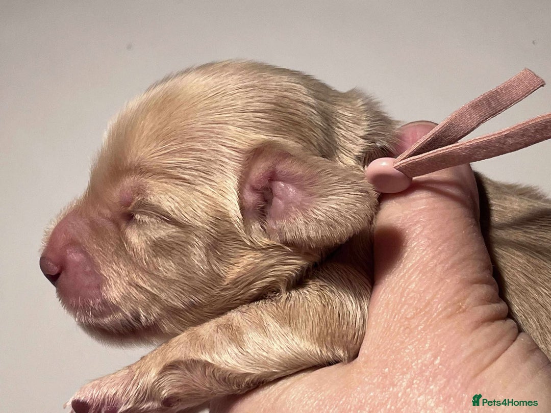 Miniature Dachshund dogs for sale: 5*Licensed+CREAMLONGHAIR+KCreg+PRACLEAR+Vetchecked - Advert 21