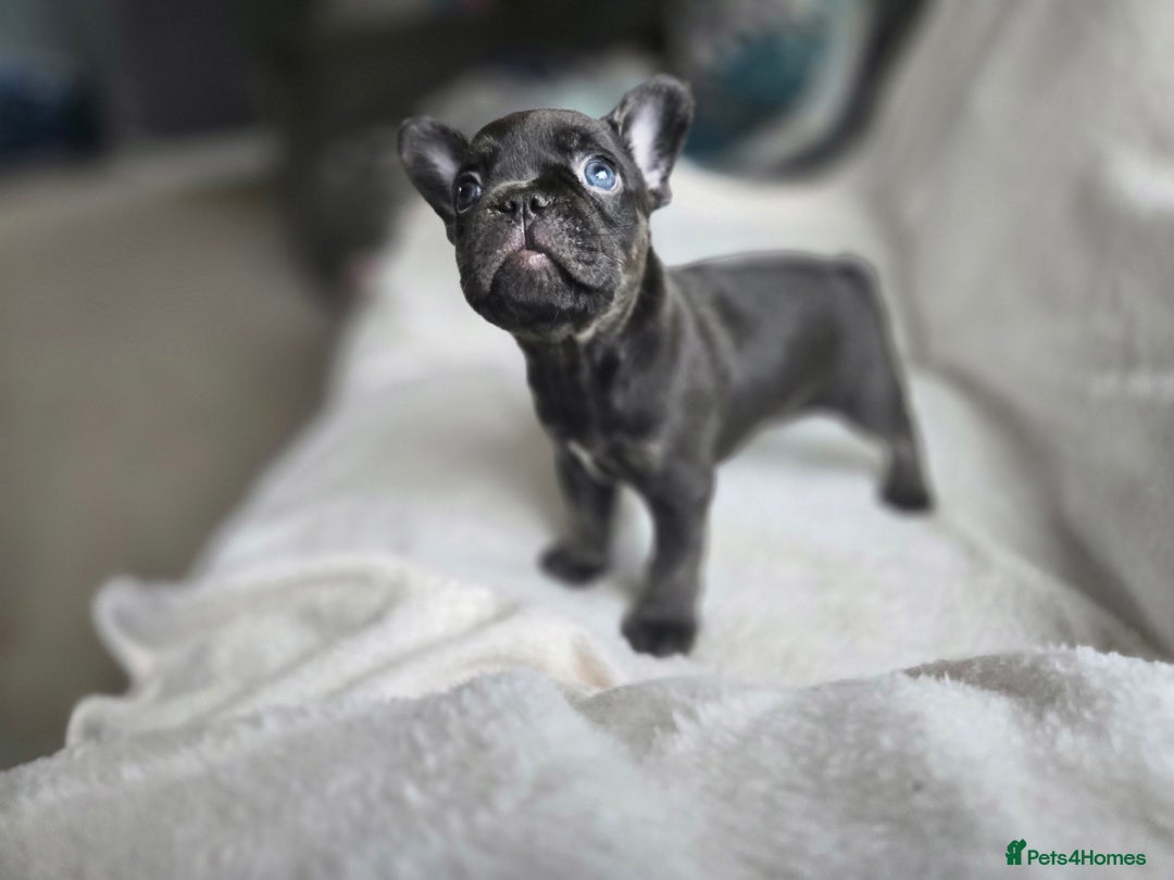 French Bulldog dogs for sale: frenchie pups merle ready now - Image 16