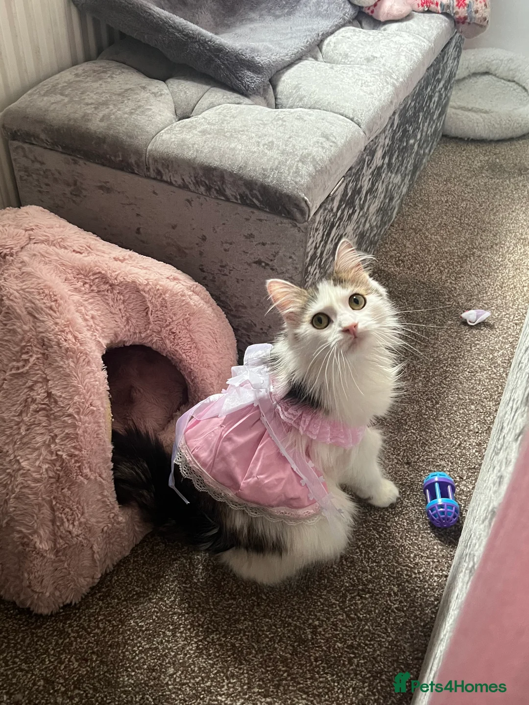 British Longhair cats for sale: CUTE FLUFFY KITTENS LOOKING FOR A FOREVER HOME - Advert 2