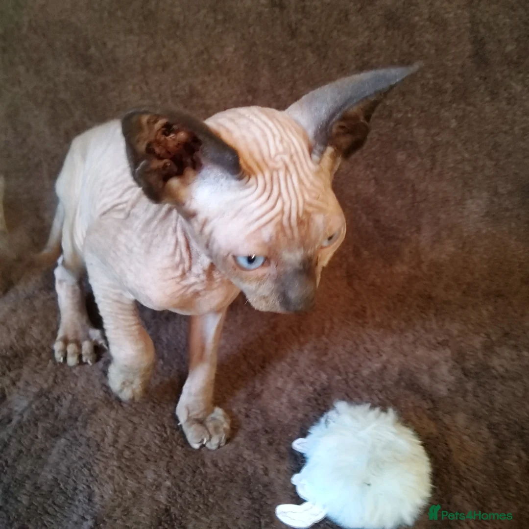 Sphynx cats for sale: Two wonderful boys are for sale. - Advert 7