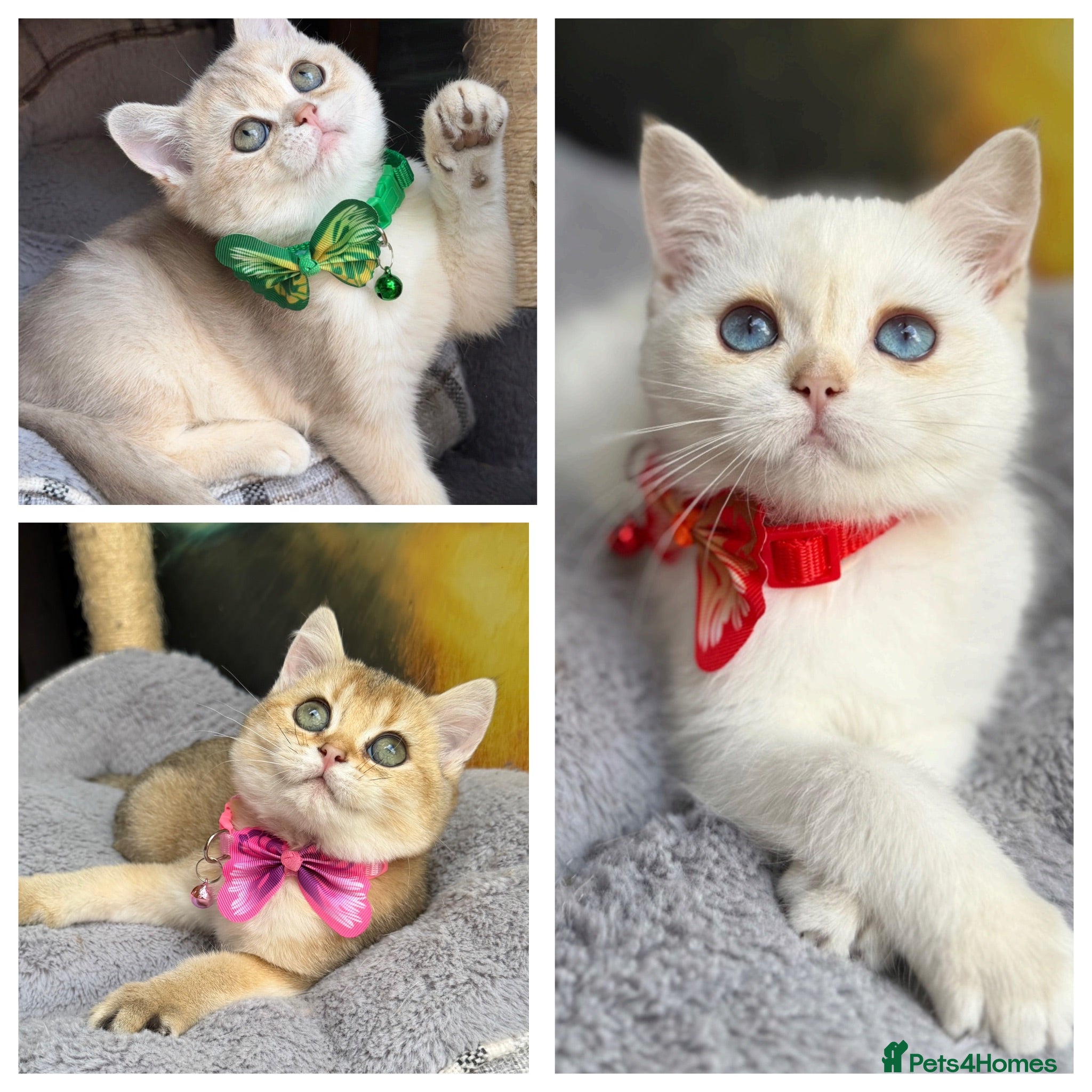 British Shorthair cats Adorable British Shorthair golden kittens   - Advert 14