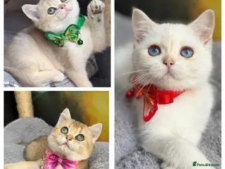 British Shorthair cats Adorable British Shorthair golden kittens - Advert 14