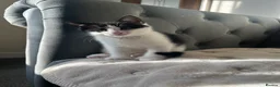 Domestic Shorthair cats for sale: Kittens looking for new homes - Advert 9