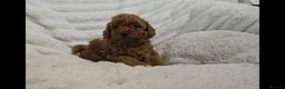 Toy Poodle dogs for sale: Red Toy Poodle Boy - Advert 3