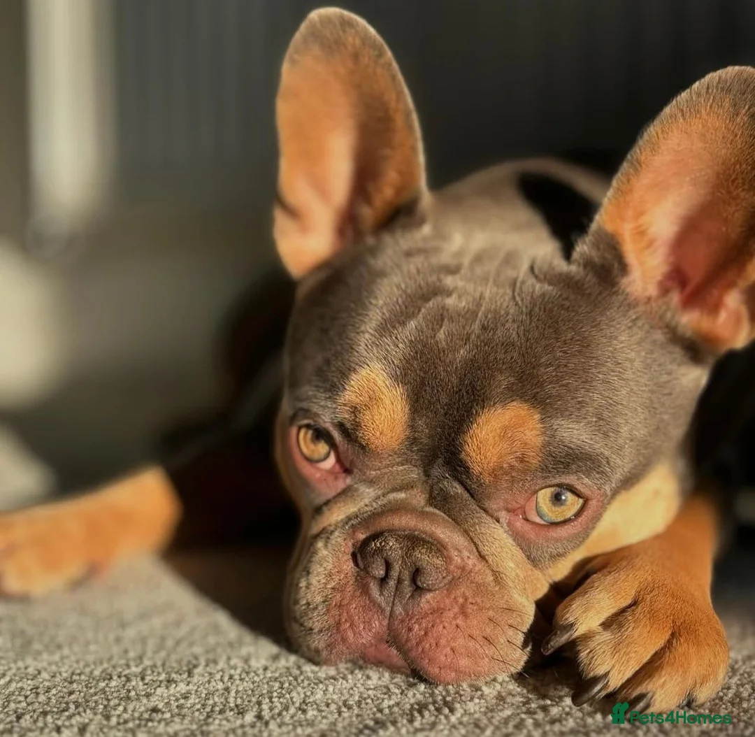 French Bulldog dogs for stud: Bailey for stud  in Telford - Advert 2