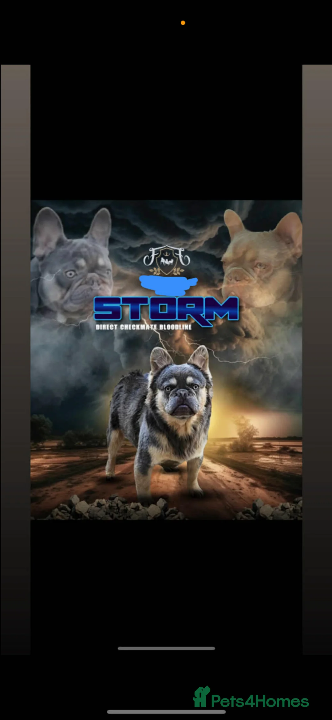 French Bulldog dogs for sale: French bulldogs females in Hull - Advert 13