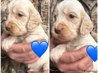 Cocker Spaniel dogs Beautiful Cocker Spaniel -LAST BOY LEFT 💙 - Advert 13