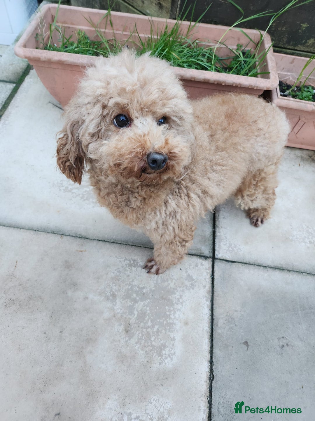 Toy Poodle dogs for sale: KC 6 yrs old Toy poodle girl - Advert 12