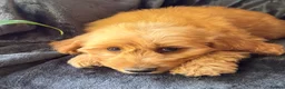 Mini Goldendoodle dogs for sale: Health-Tested Family Happy Sociable Goldendoodles - Advert 35