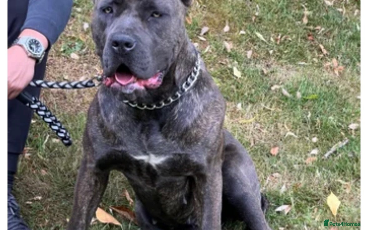 Bandog dogs Bandogge pup - Advert 2