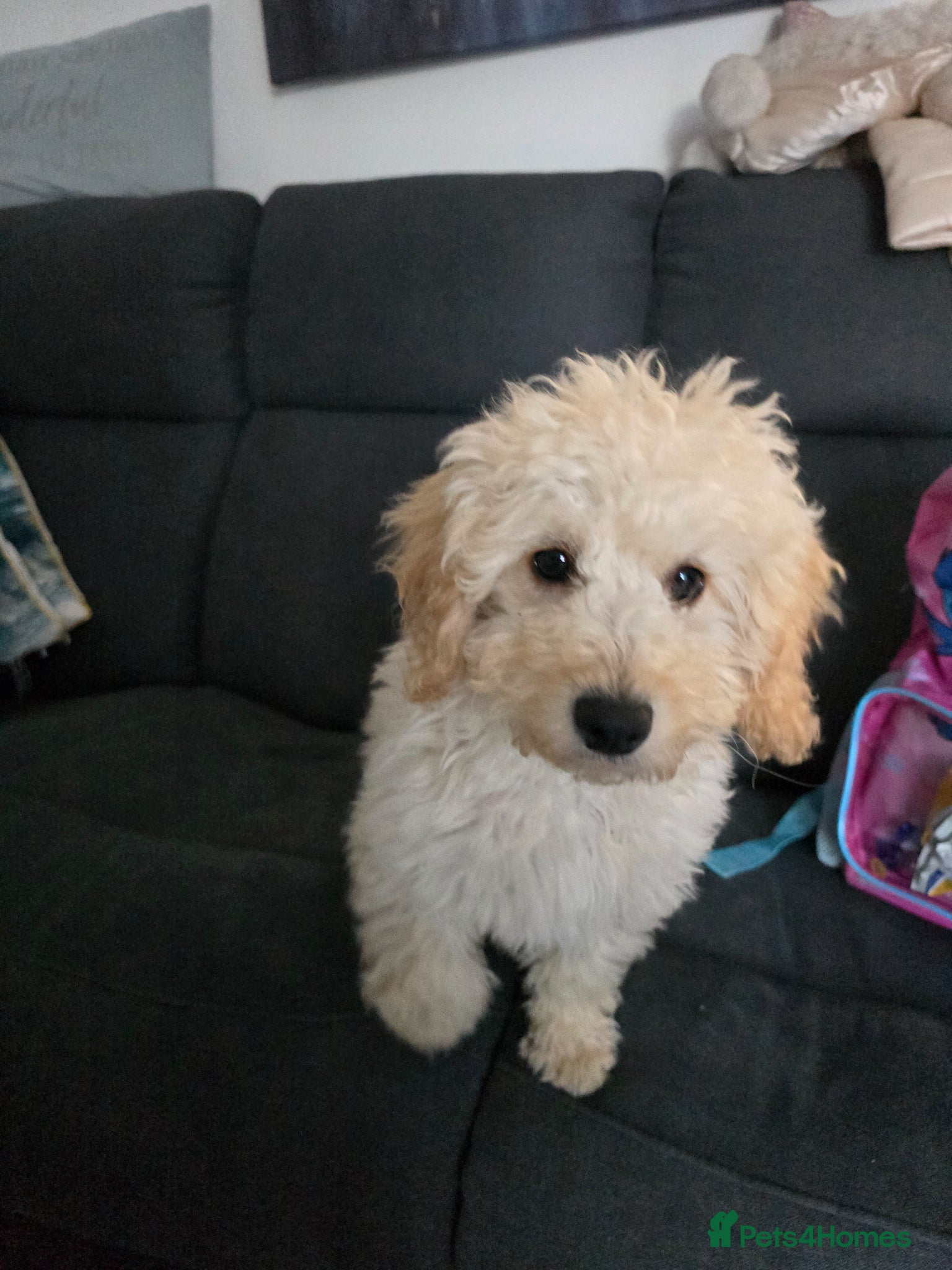 Cockapoo dogs Cockapoo  male - Advert 3