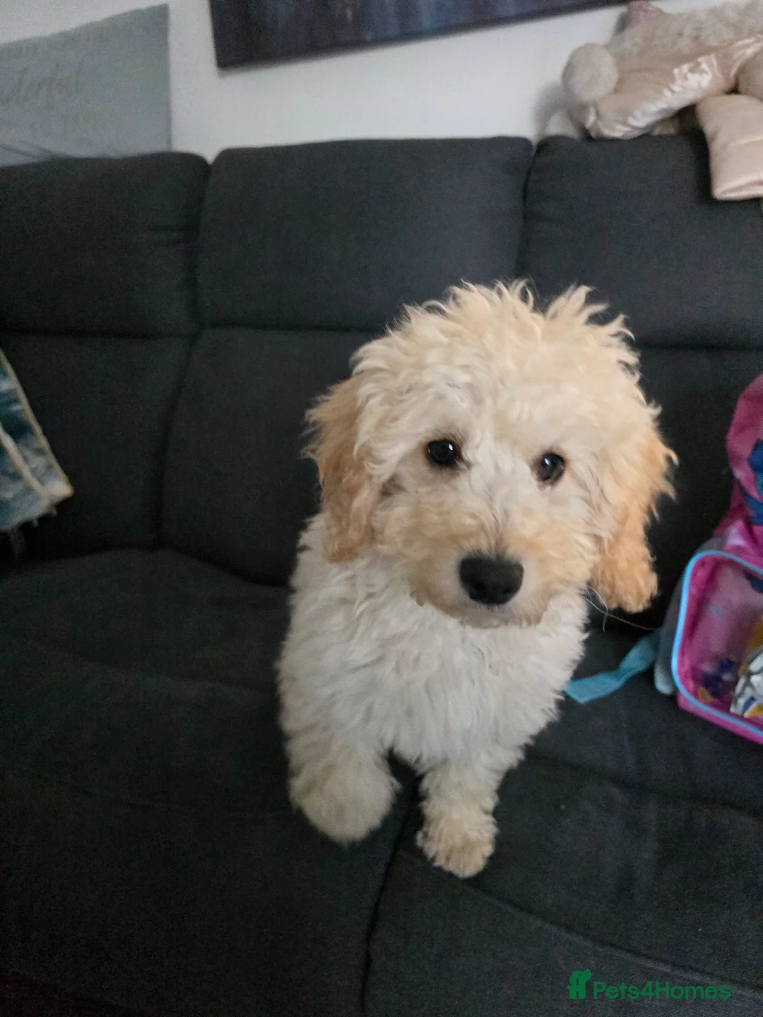 Cockapoo dogs for sale: Cockapoo  male - Advert 1