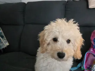 Cockapoo dogs Cockapoo male - Advert 3