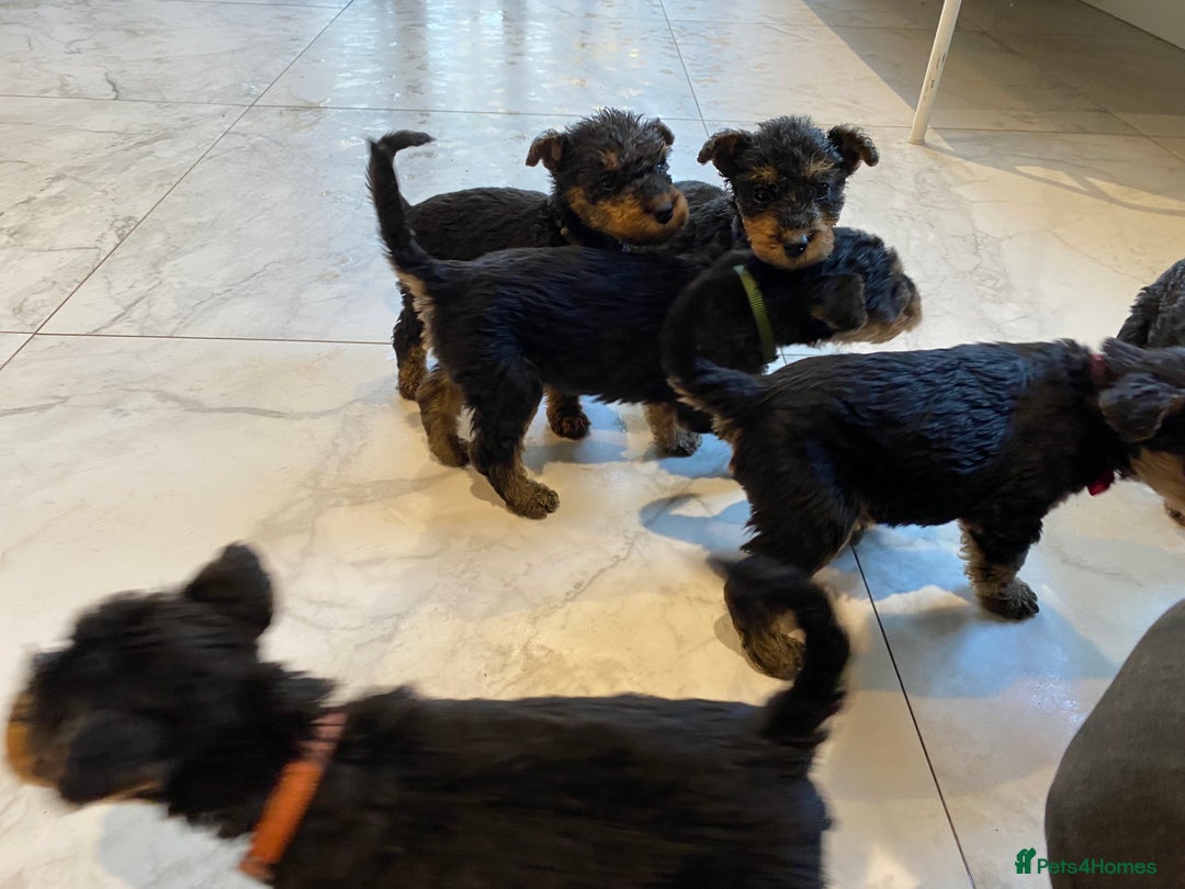 Airedale Terrier dogs for sale: Pure breed Airedale Terriers for sale - Advert 12