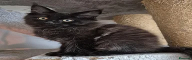 Maine Coon 1