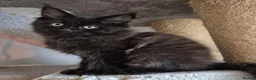 Maine Coon cats for sale: Maine coon kittens  - Advert 29